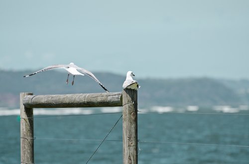 seagull  post  fly