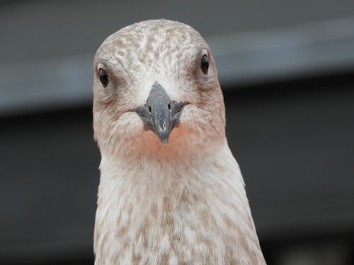 seagull  bird  animal