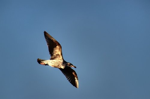 seagull  flight  bird