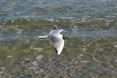 seagull  baltic sea  water