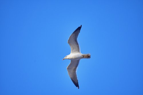 seagull  ave  wings