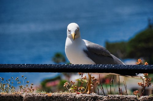 seagull  bird  sea