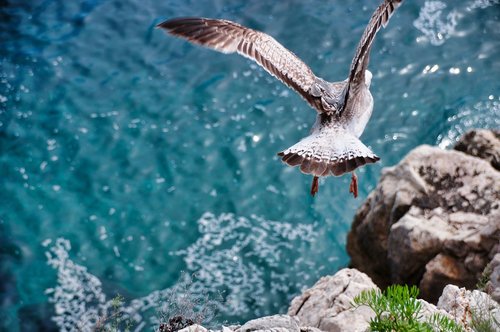 seagull  flight  fly