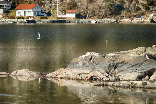 seagull  sea  landscape