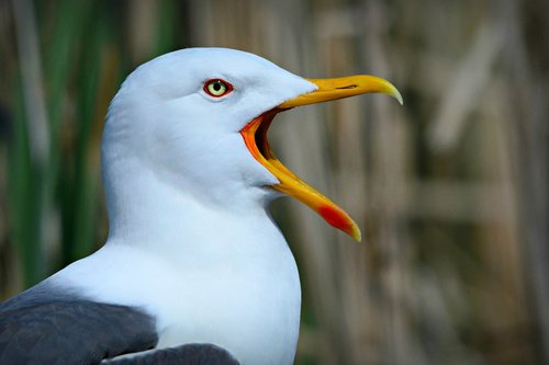 seagull  seabird  bird