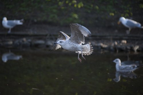 seagull  nature  flight