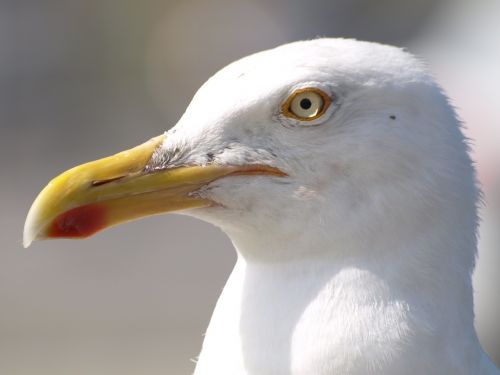 seagull bird water bird