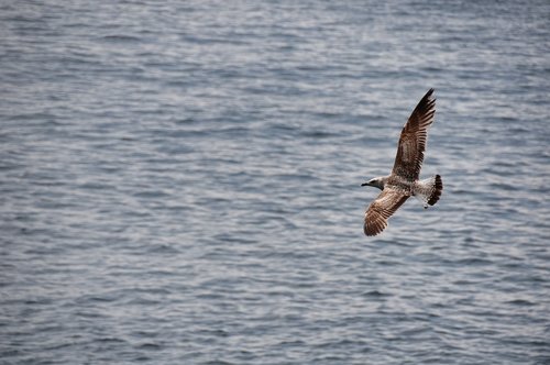 seagull  flight  sea