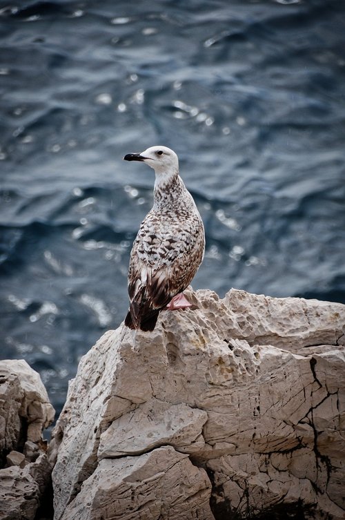seagull  animal  portrait
