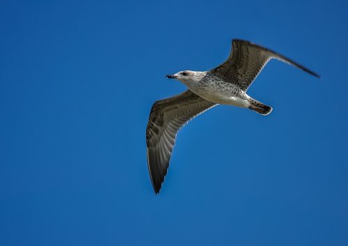 seagull sky fly