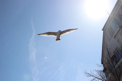 seagull  sky  bird