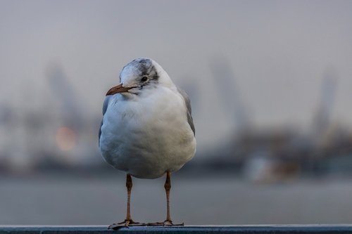 seagull  elbe  bird