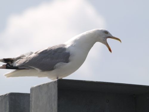 seagull screech call