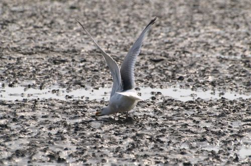 seagull watts wadden sea