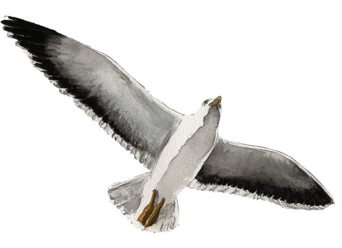 seagull  bird  stolen