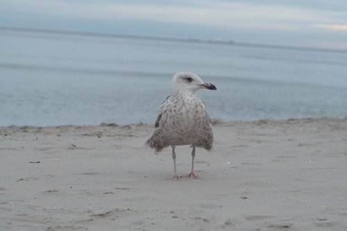 seagull  sea  bird