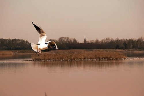 seagull  flies  dusk