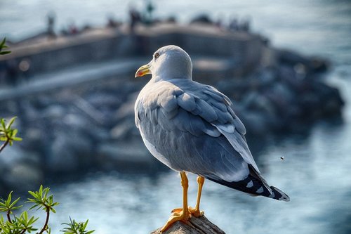 seagull  sea  camogli