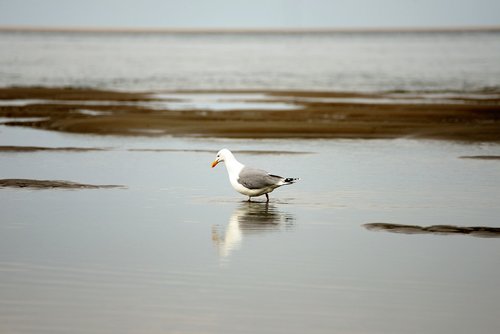 seagull  sea  beach