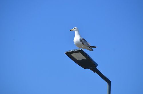 seagull  sky  blue