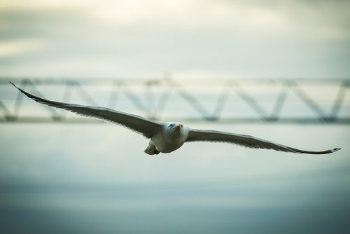seagull  bird  the sky