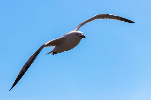 seagull  flying  bird