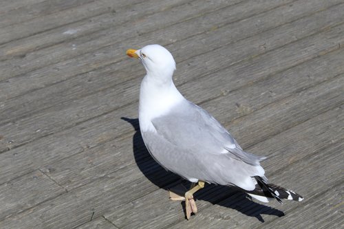 seagull  bird  animal