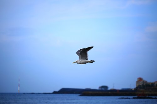 seagull  sea  animal