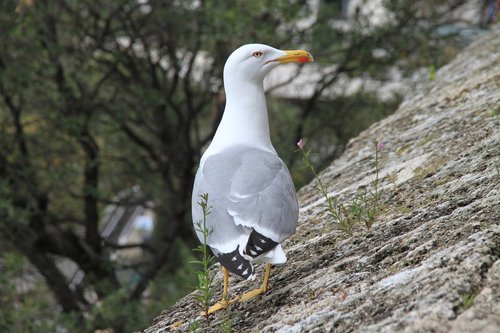 seagull  gull  nature