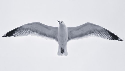 seagull  white  nero