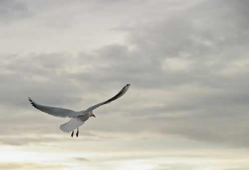 seagull bird fly