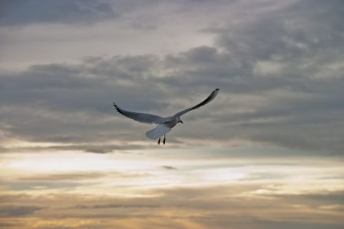 seagull bird fly