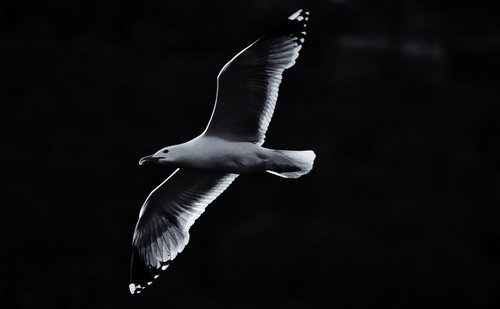seagull  bird  art