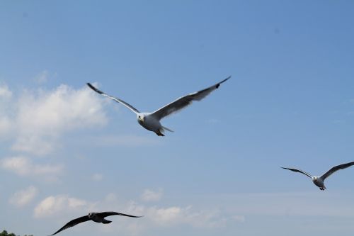 seagull bird sea gull