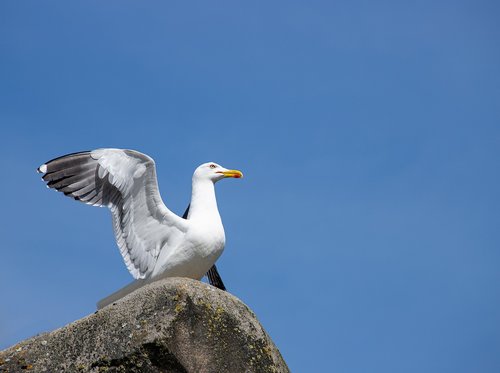 seagull  bird  animal