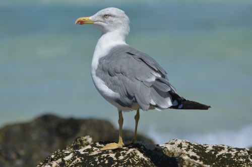 seagull animals nature