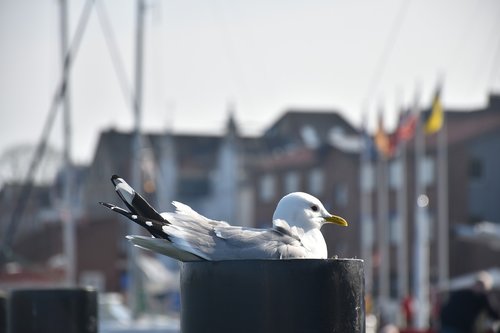 seagull  sea  port