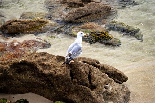 seagull  sea  ave