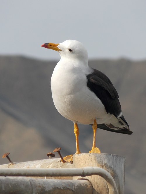 seagull  birds  animals