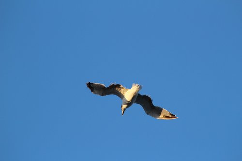 seagull  grancanaria  sky