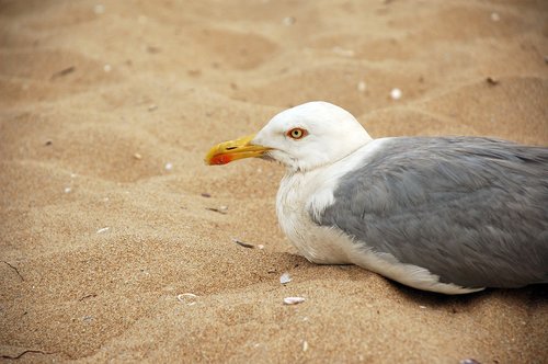 seagull  beach  sand