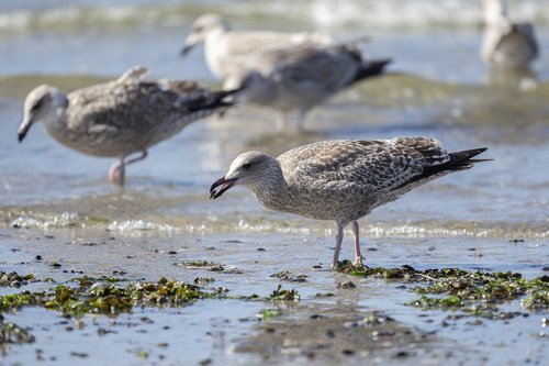 seagull  prey  bird