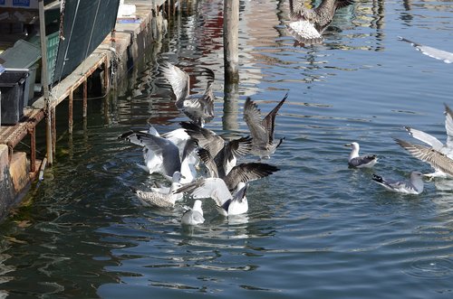 seagull  italy  bird