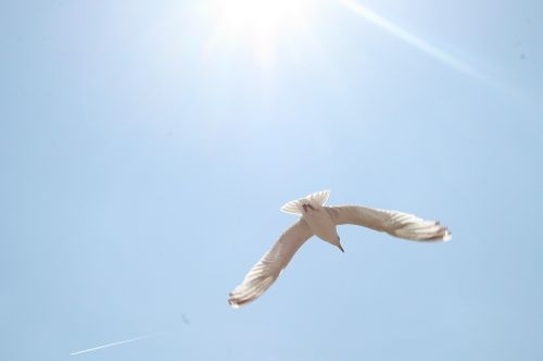 seagull sun blue sky