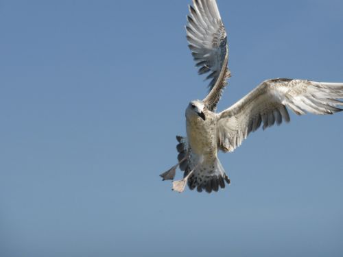 seagull bird flight