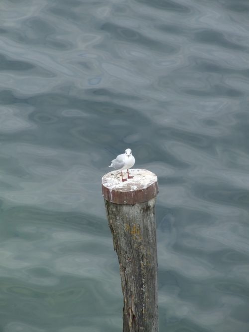 seagull bird water bird