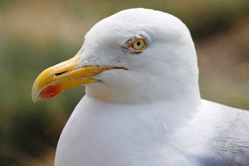 seagull  close up  head
