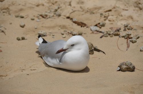 seagull bird sand