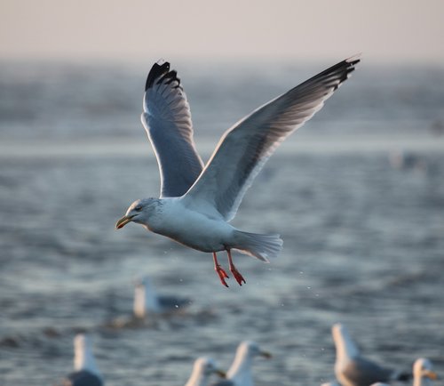seagull  sea  flight