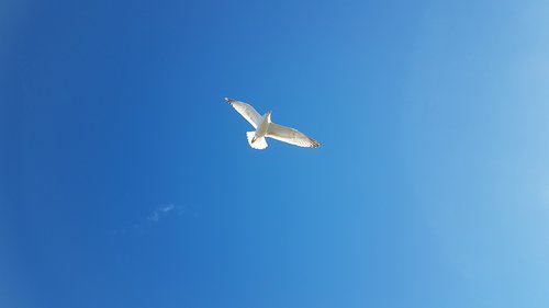 seagull  birds  sky